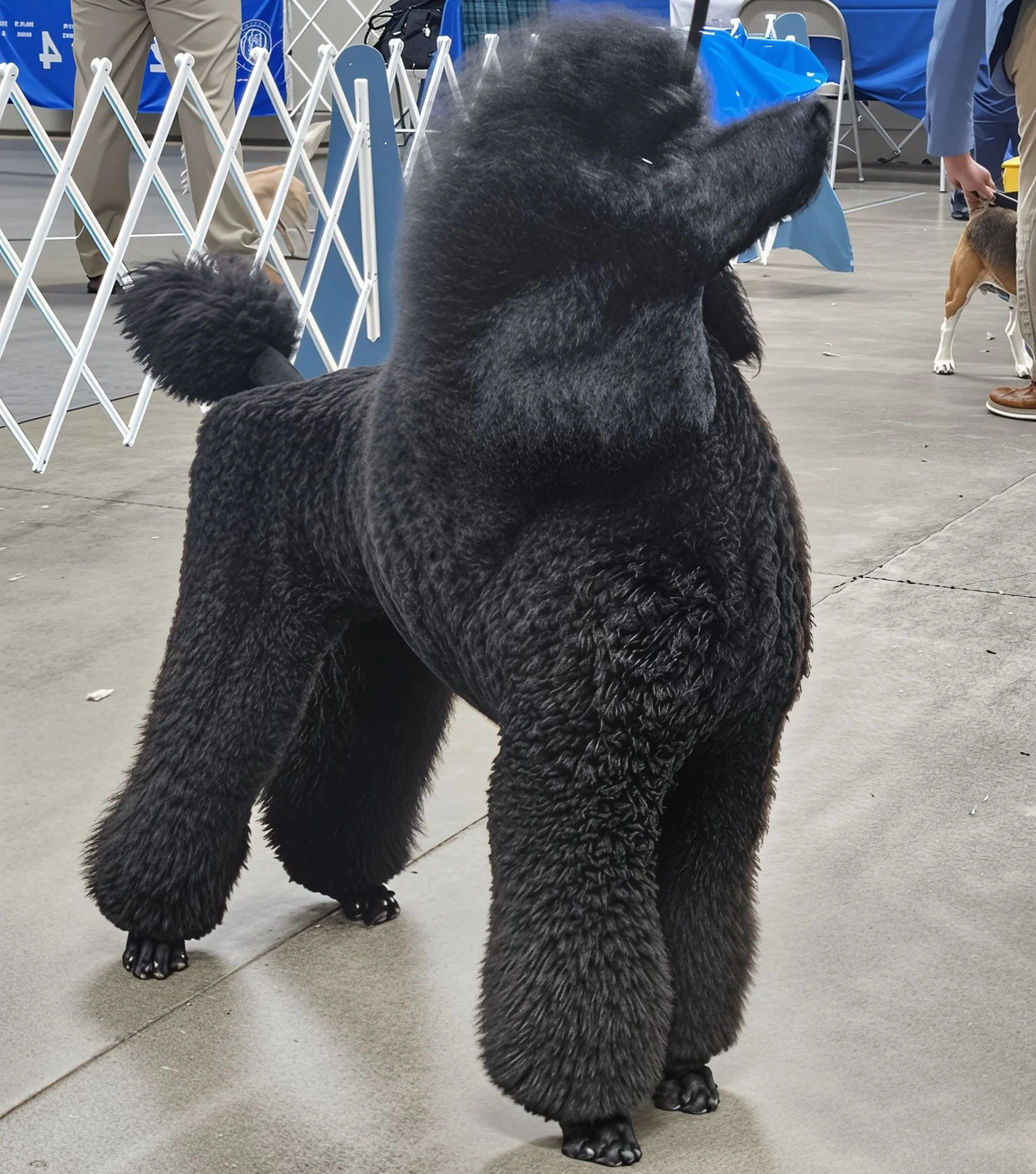 Canzone Standard Poodles